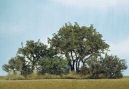 Dr. Schroll | Handgefertigte Modellbäume für Modellbahn u. Krippen